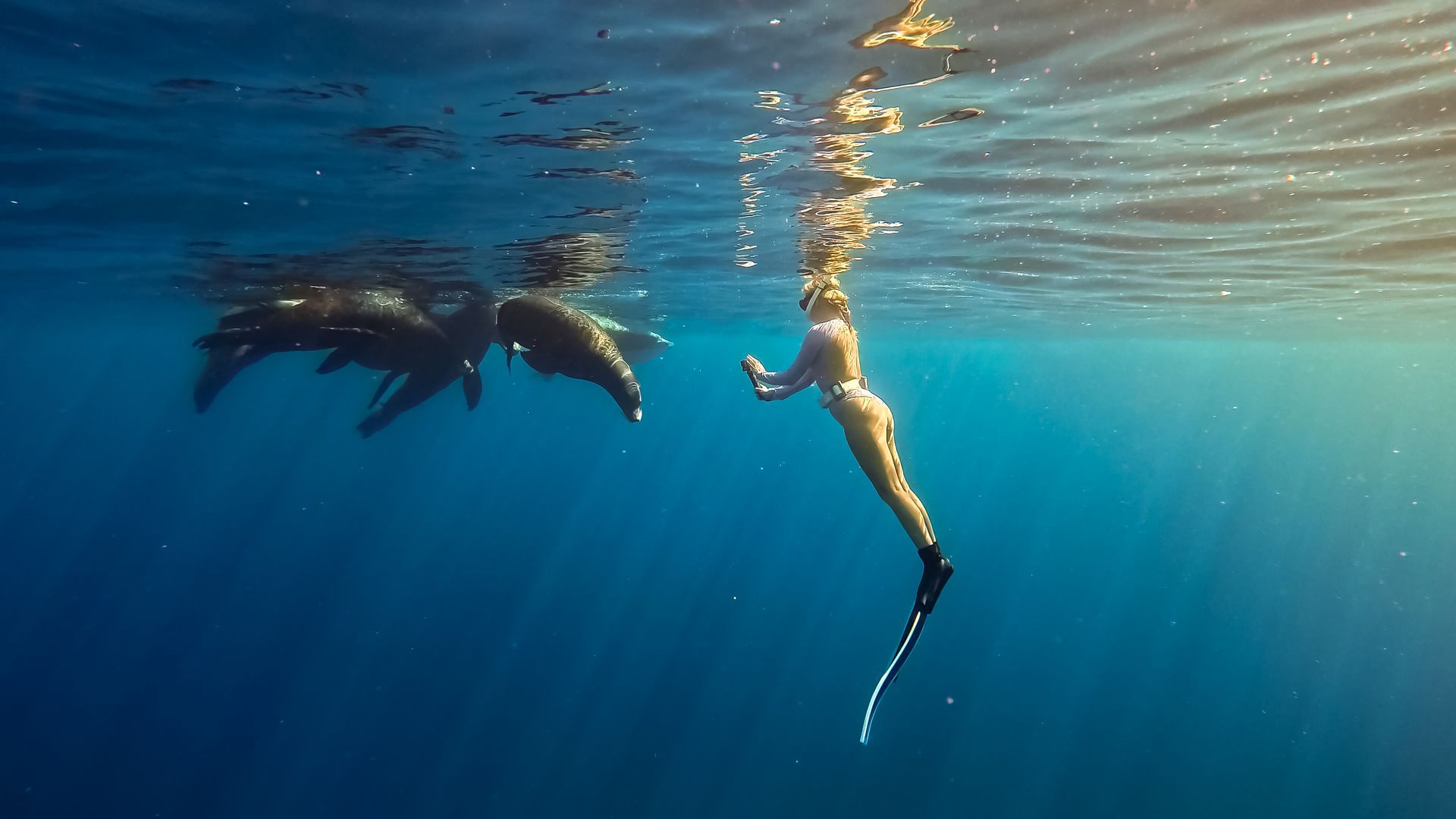 A woman in a swimsuit swims underwater towards several dark sea lions.
