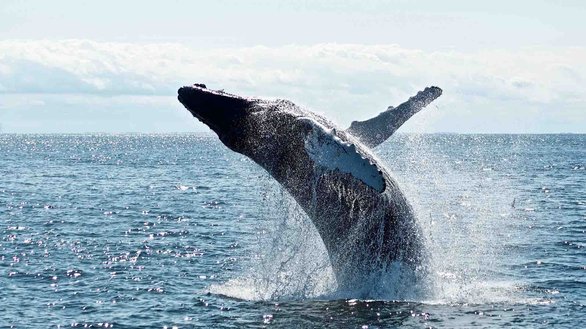 Humpback whale breaching from the ocean, showing its large body and flippers against a blue sky.