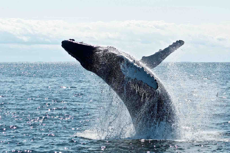 Whale shark swims underwater; dark body with white spots, in turquoise water.