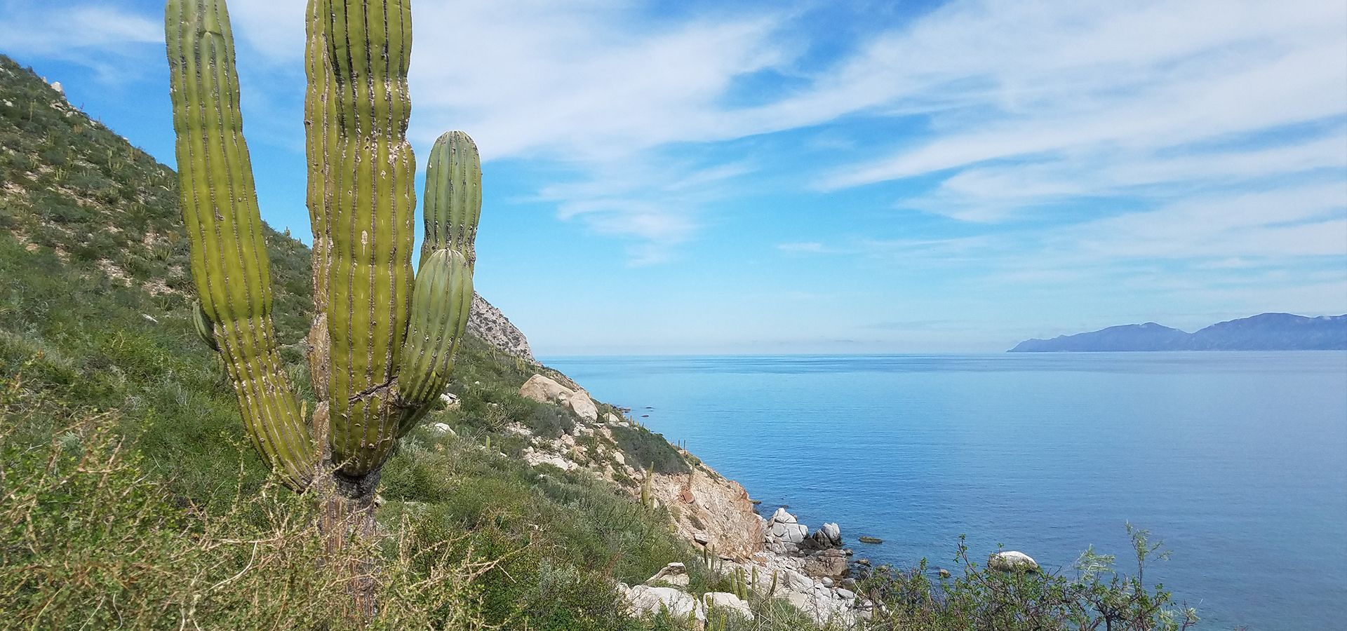Cactus on a hillside overlooking the ocean, under a blue sky with fluffy clouds.