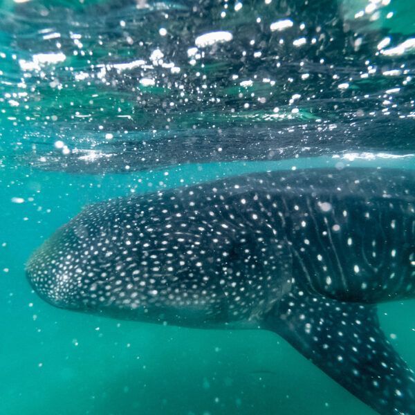 Whale shark swims underwater, its dark body covered in white spots, with bubbles near the surface.