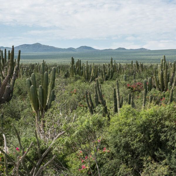 Cactus-filled desert landscape with mountains on the horizon under a cloudy sky.