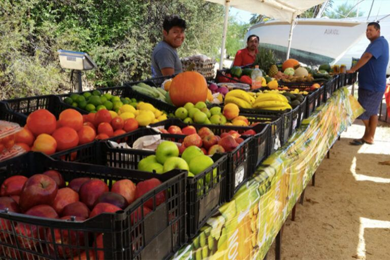 Red finch perched on a palm frond, against a pale blue sky.