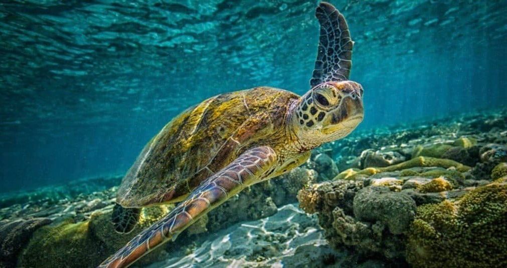 Sea turtle swims underwater near coral, turquoise water and sunlight.