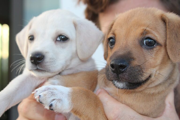 Person receiving back massage in a spa setting with candles and flowers.