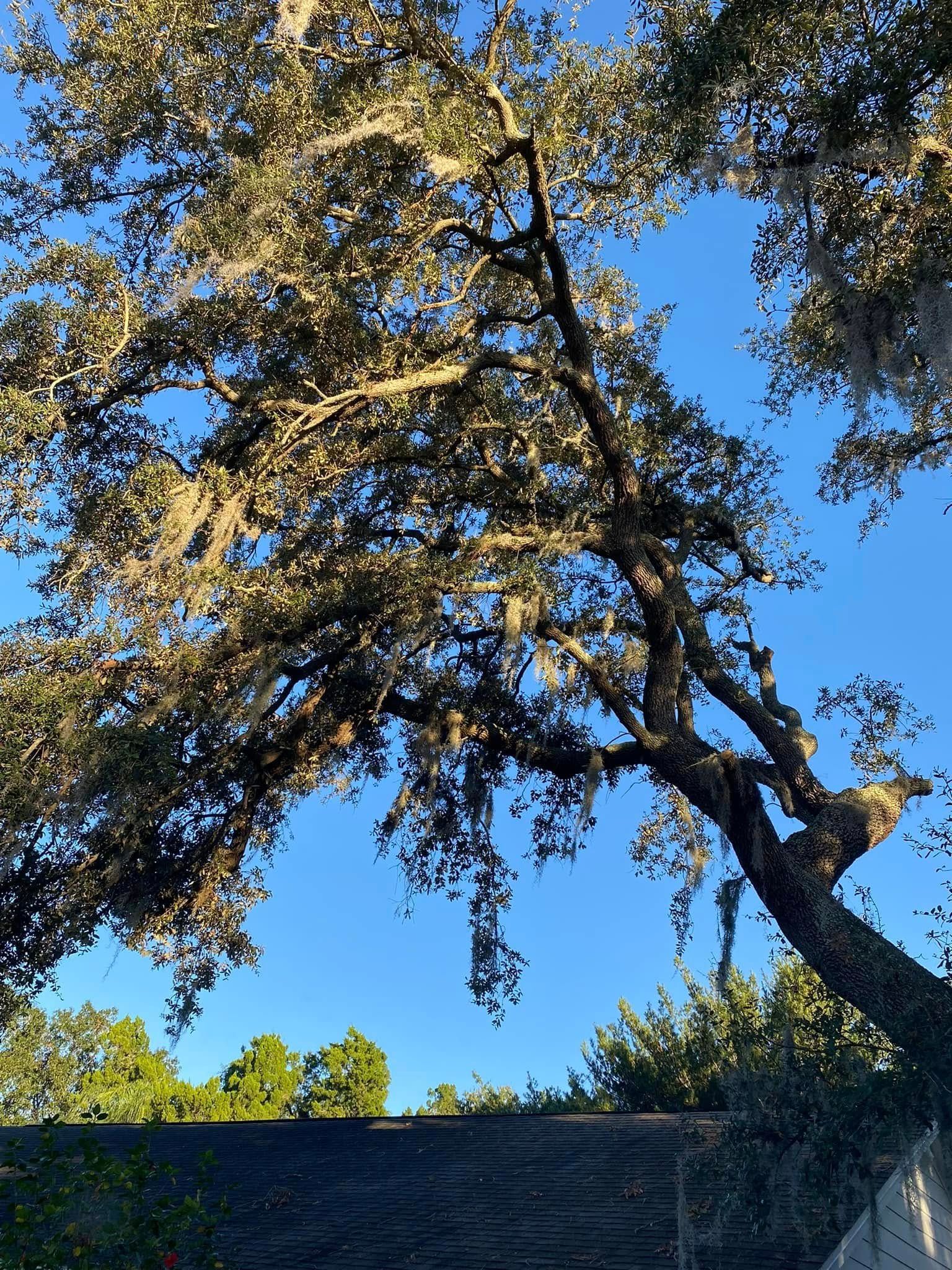 Tall tree with broad branches against a bright blue sky, viewed from below over a grassy slope