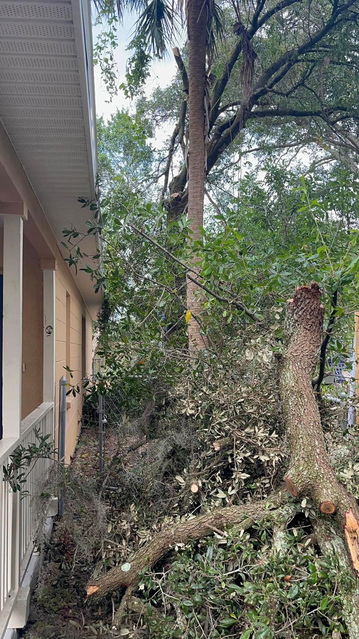 Backyard with a large fallen tree branch leaning against a house amid dense greenery