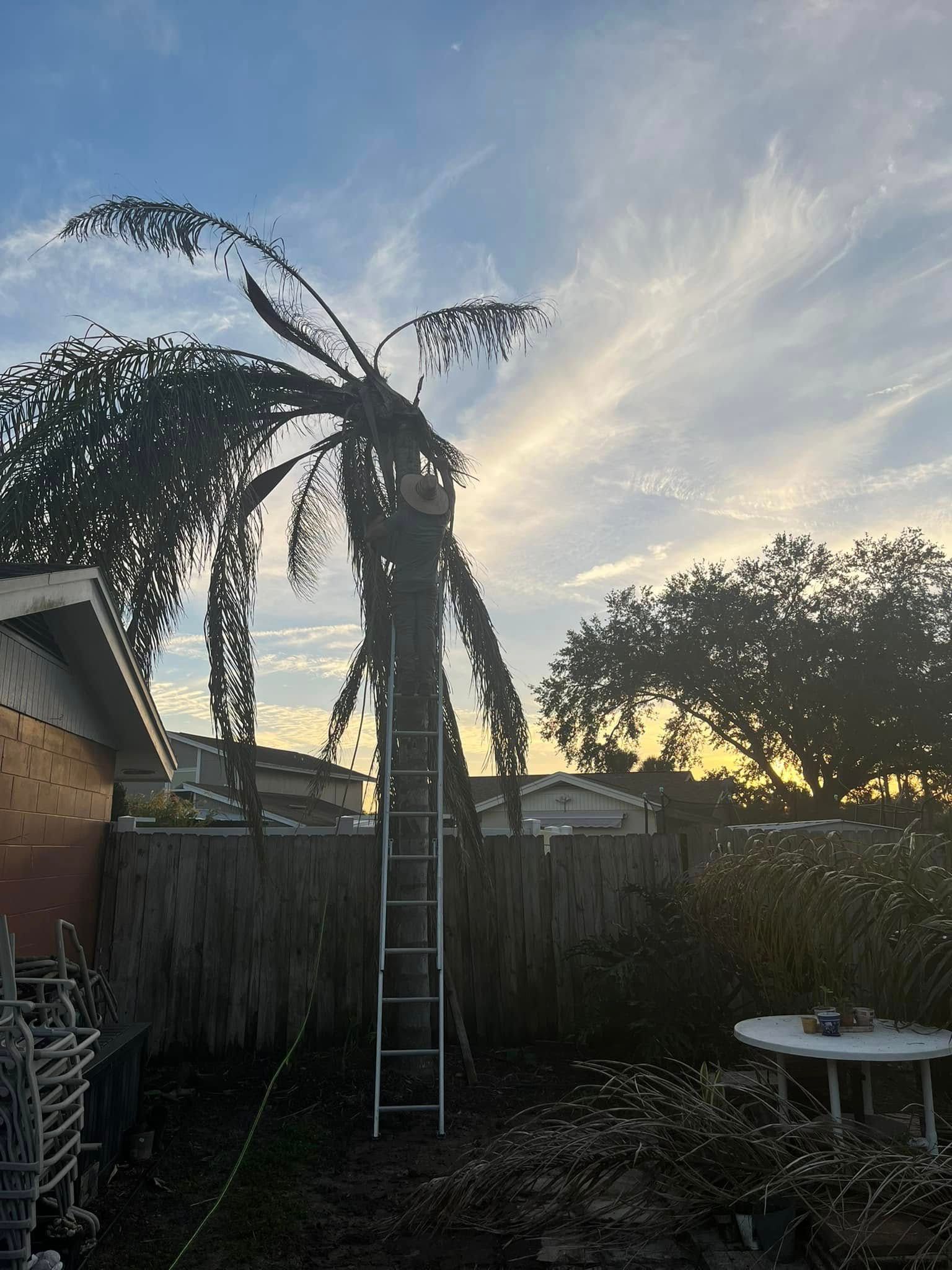 Wilted palm tree with a ladder in a backyard at sunset, beside a fence and patio table