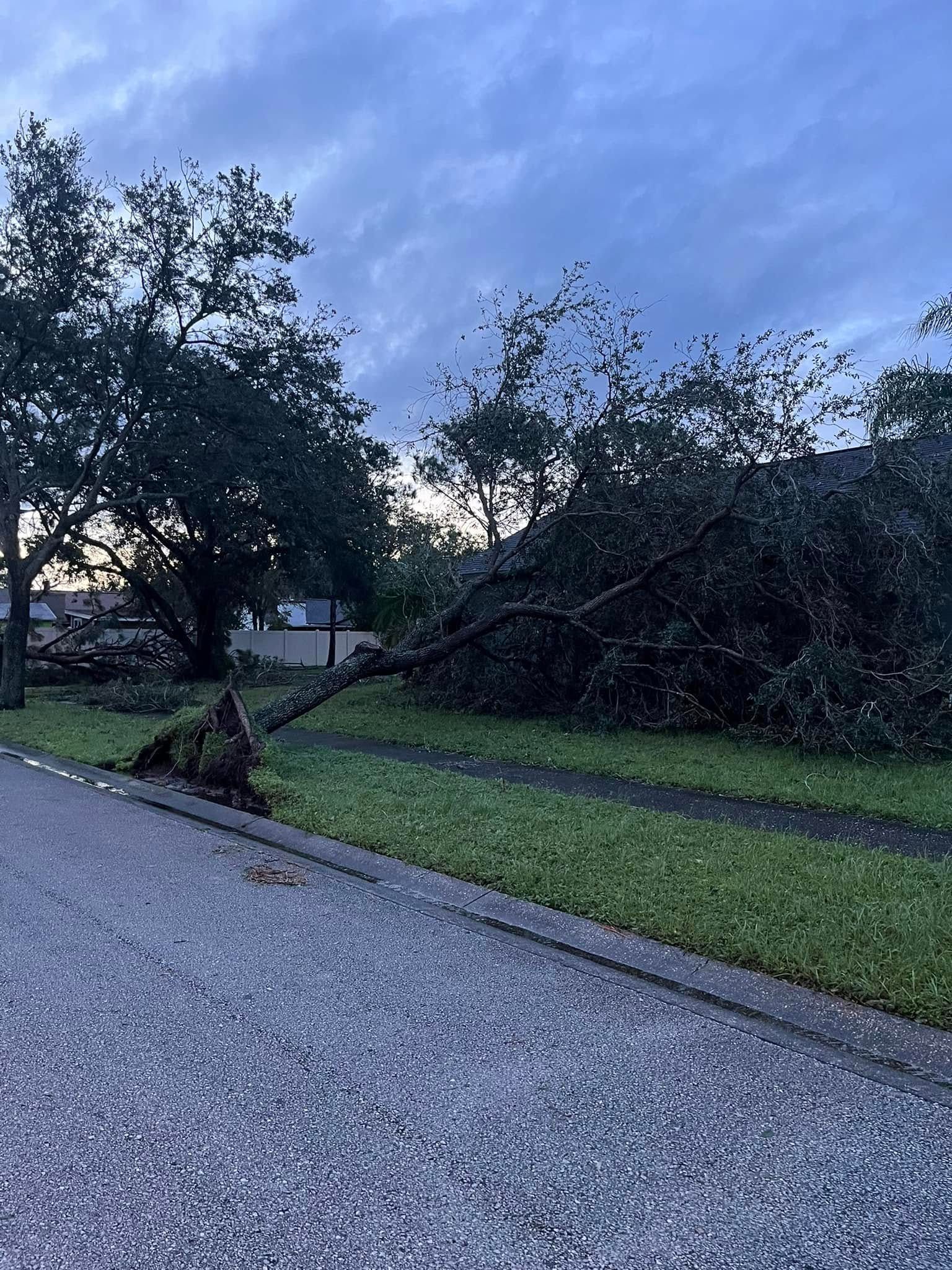 Storm-damaged tree lying across a grassy yard beside a gravel driveway at dusk