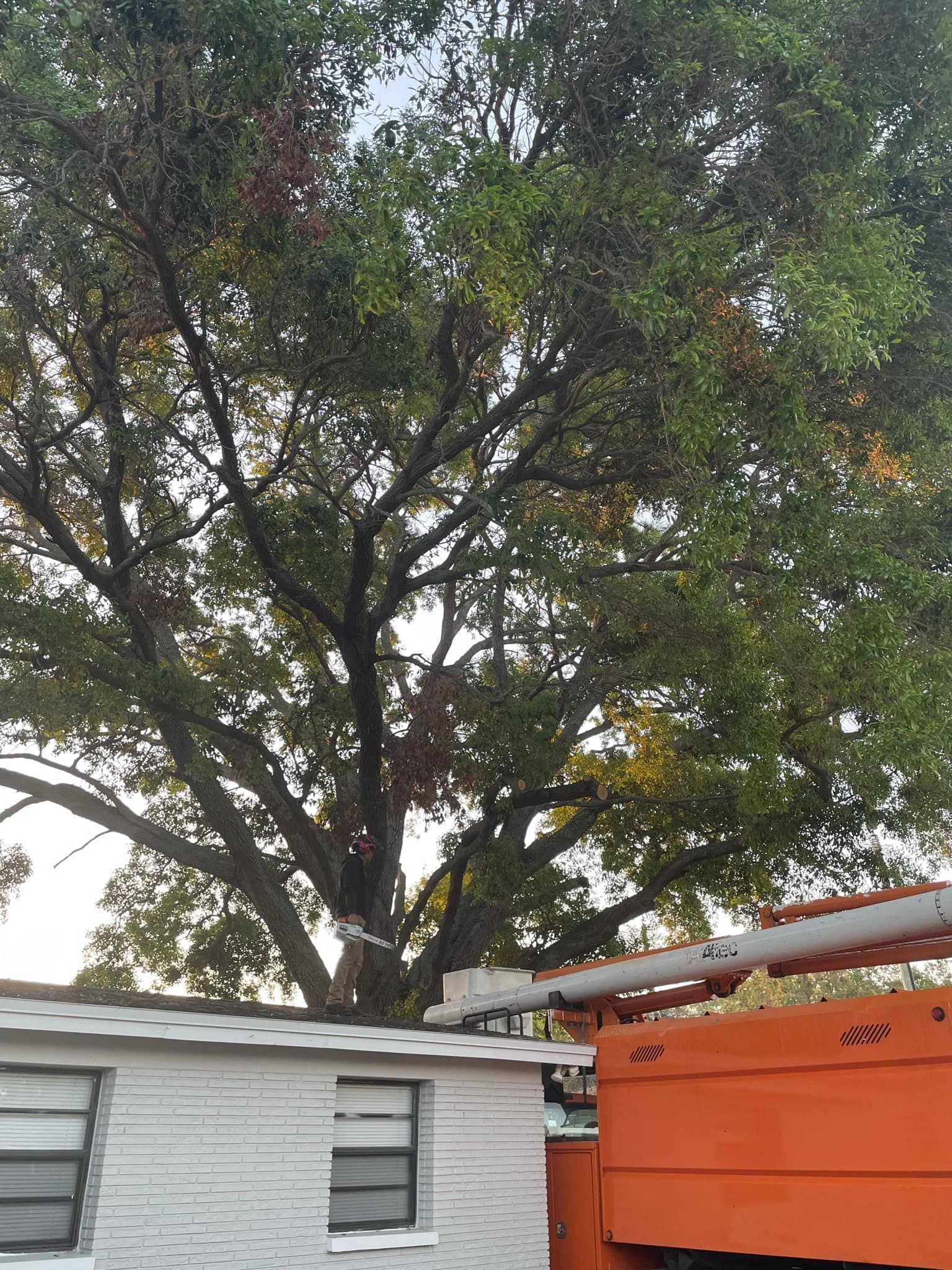 Large leafy tree behind a small white building and an orange structure outdoors.