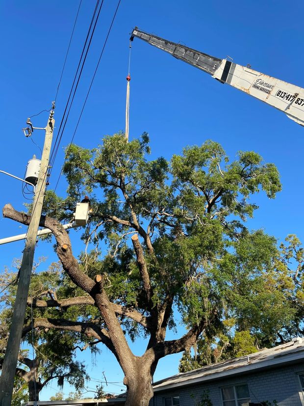 Tree being trimmed by a crane near power lines beside a house under a clear blue sky
