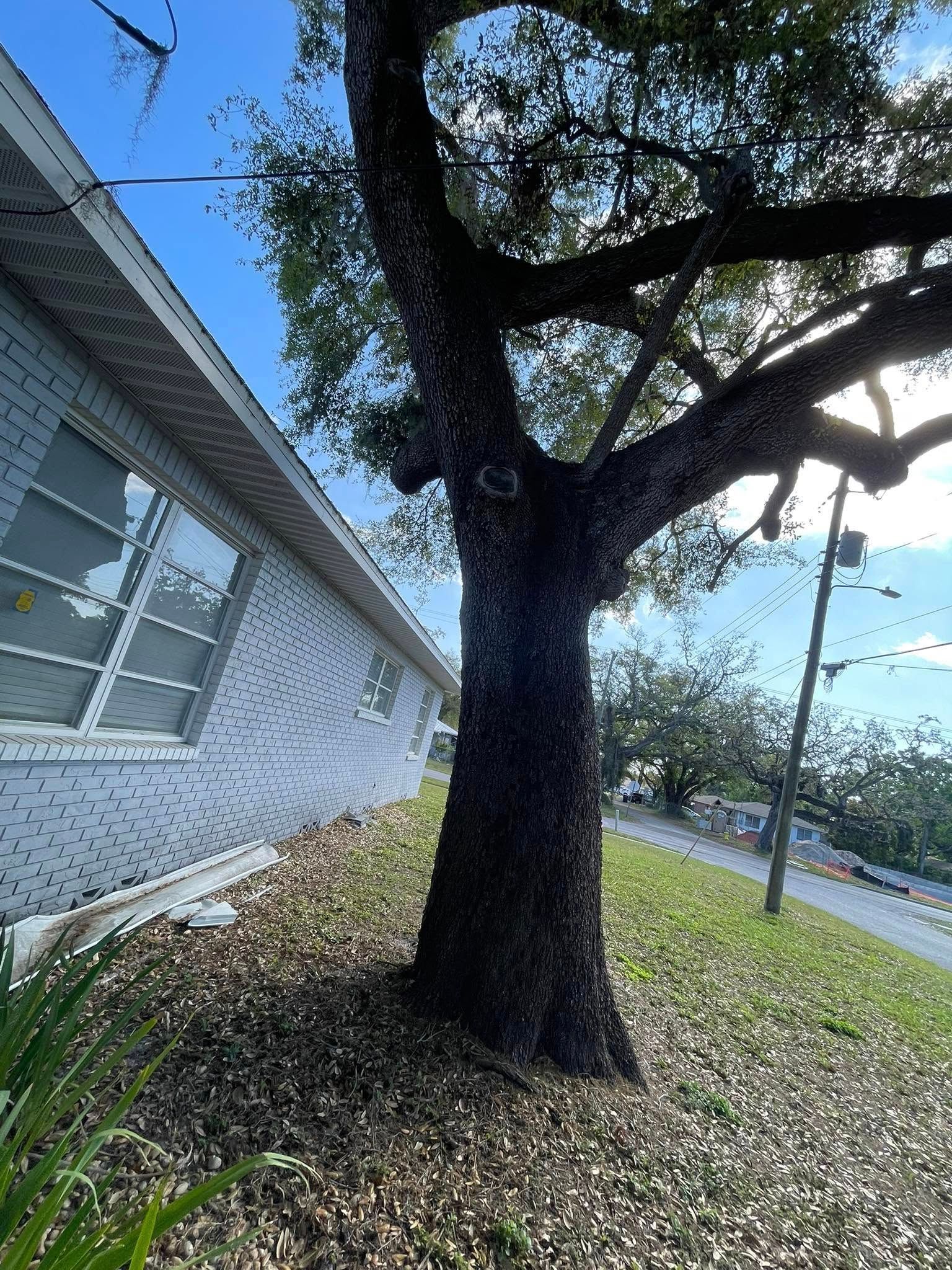 Large tree beside a white house, with a grassy roadside and blue sky.
