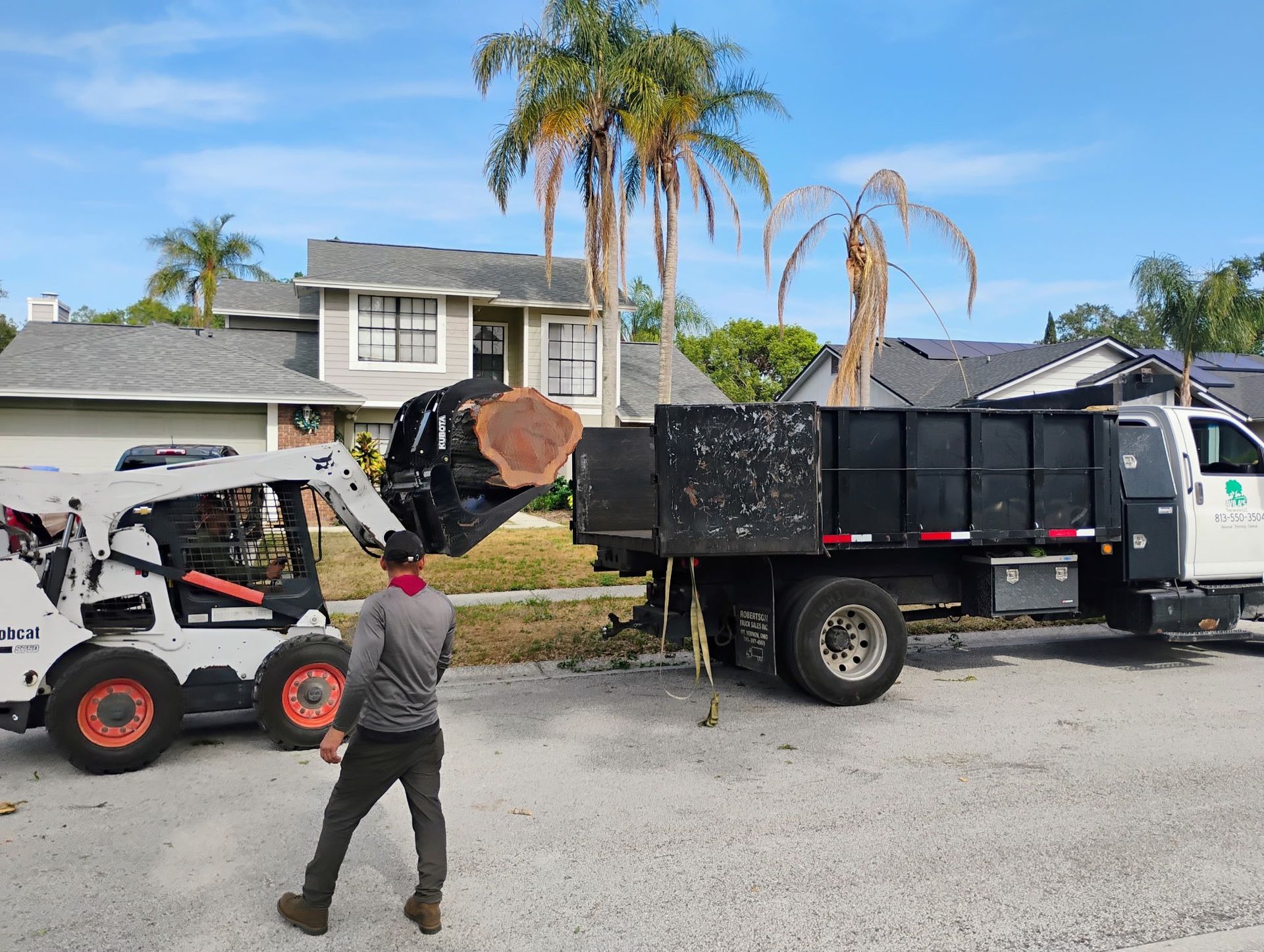 Landscaping crew loading a palm tree into a dump truck on a residential street