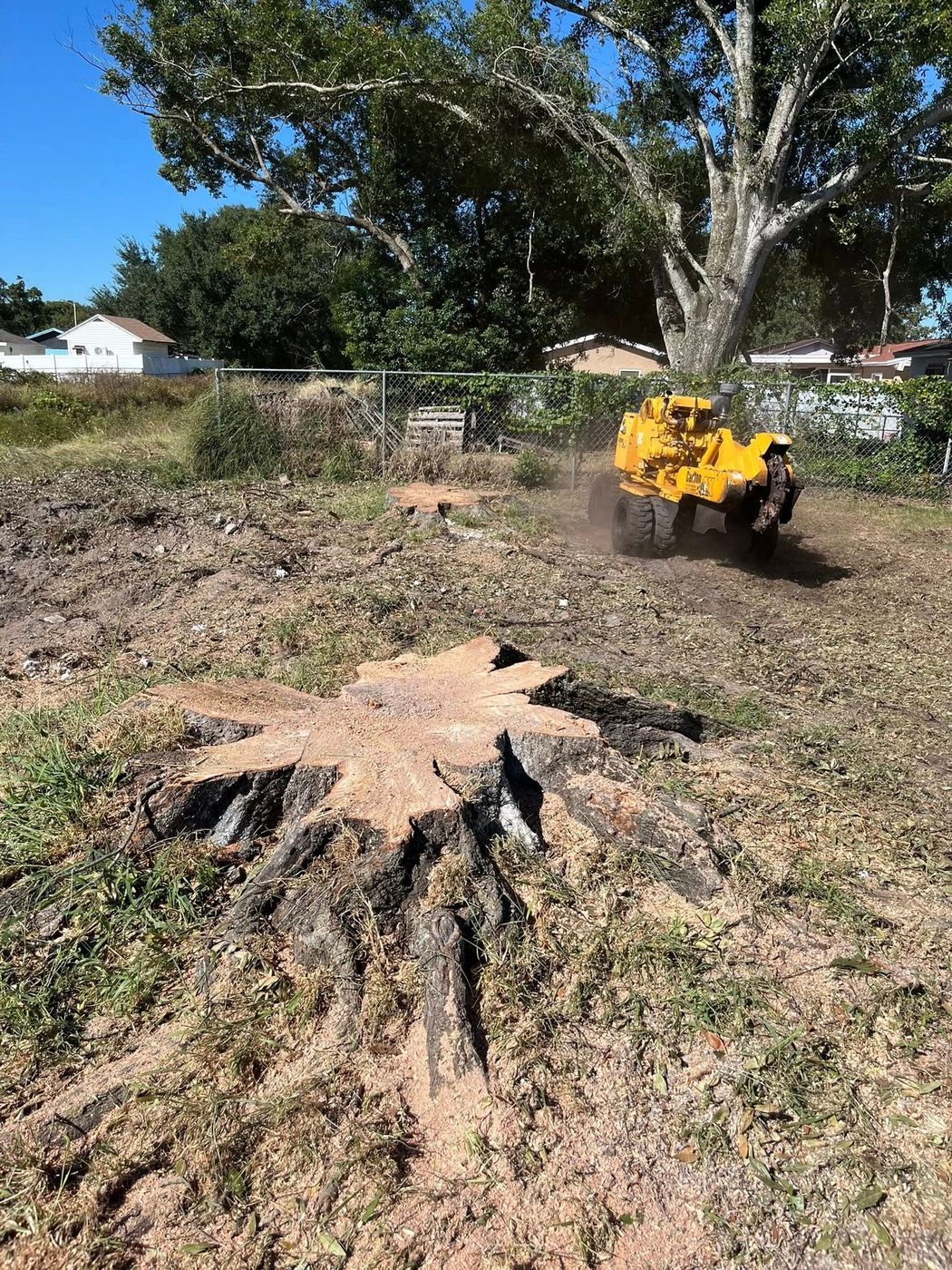 Tree stump in a yard with a pile of burning debris and a large tree in the background.
