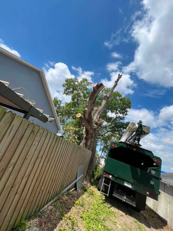 Tree removal truck beside a fence under a blue sky, with a trimmed tree in a backyard