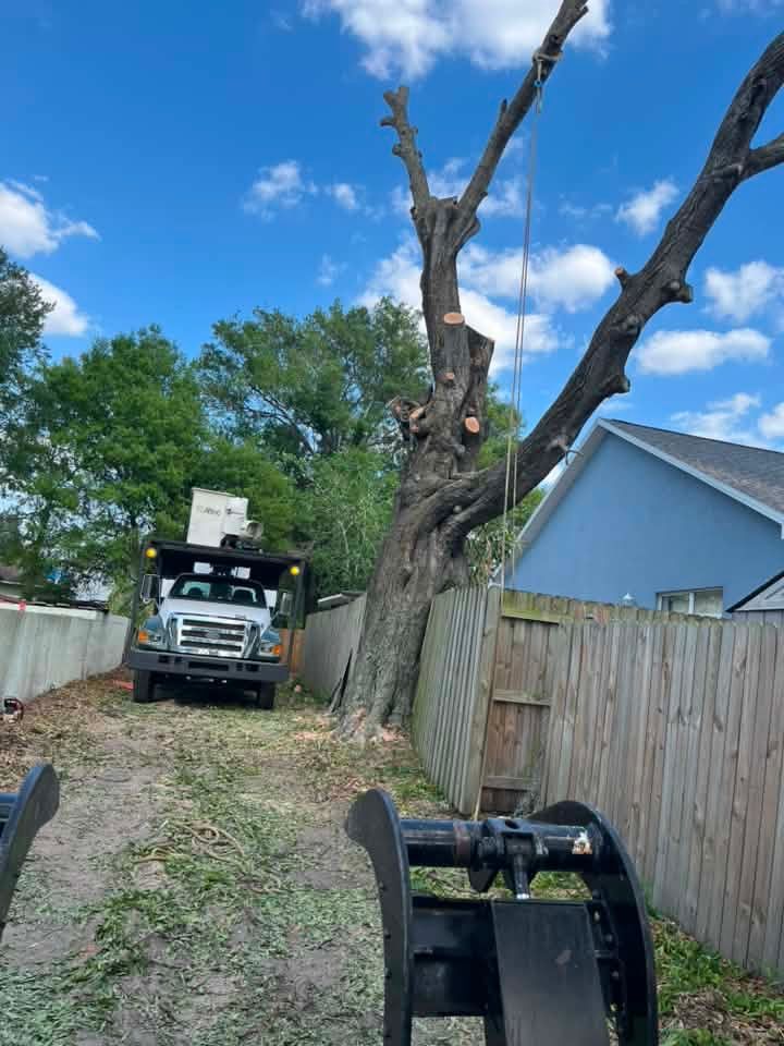 Tree service truck removing a large dead tree beside a wooden fence and house under a blue sky