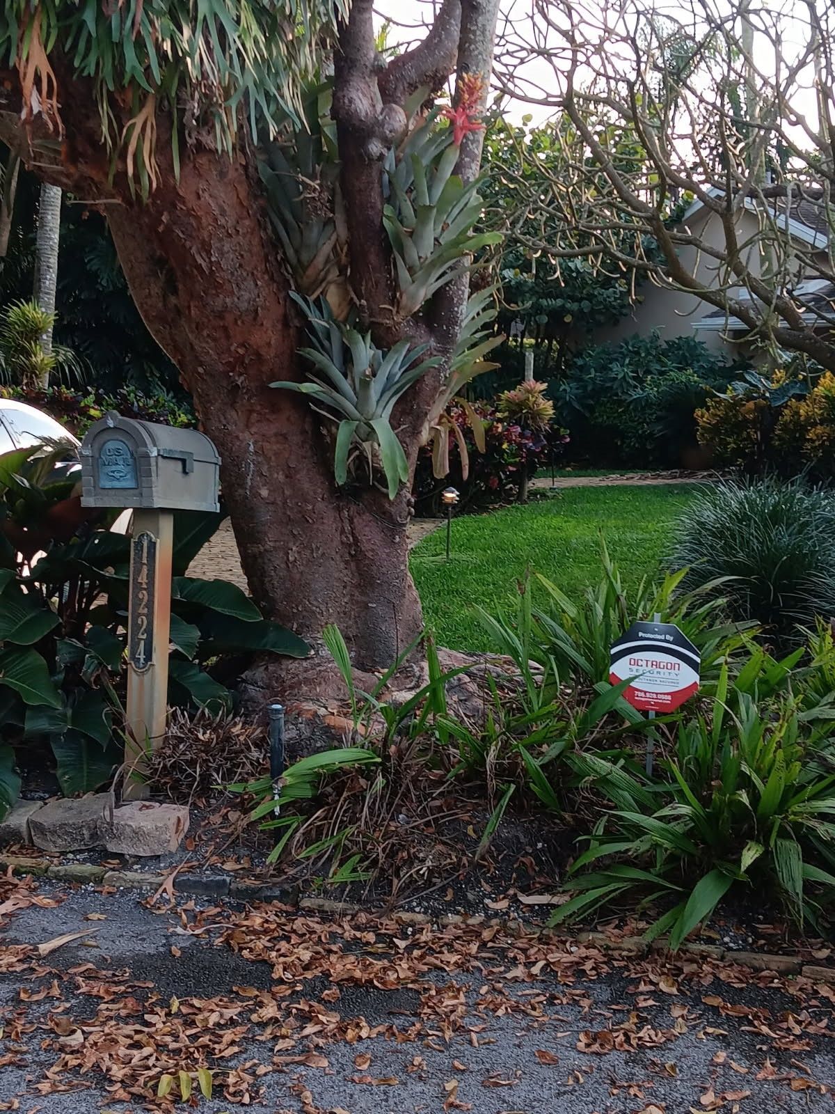 Tree with bromeliads, mailbox, lawn, and security sign.