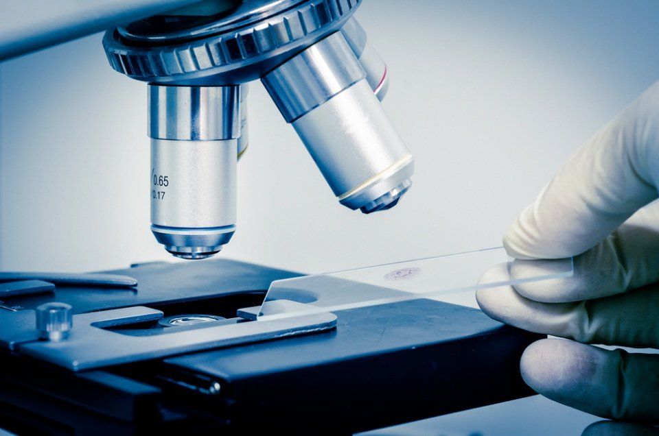 Vetrino al microscopio