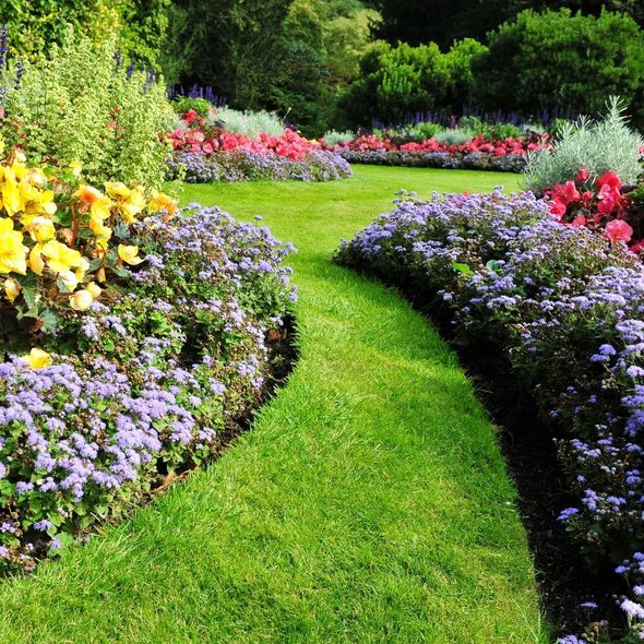 A lush green garden with purple and yellow flowers