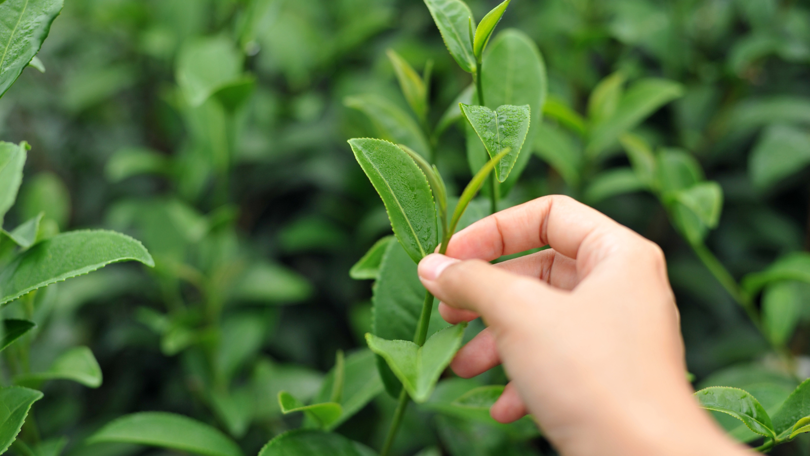 A person is picking a green tea leaf from a plant.