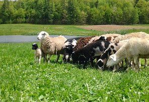 A flock of sheep grazing in a green field near a body of water.