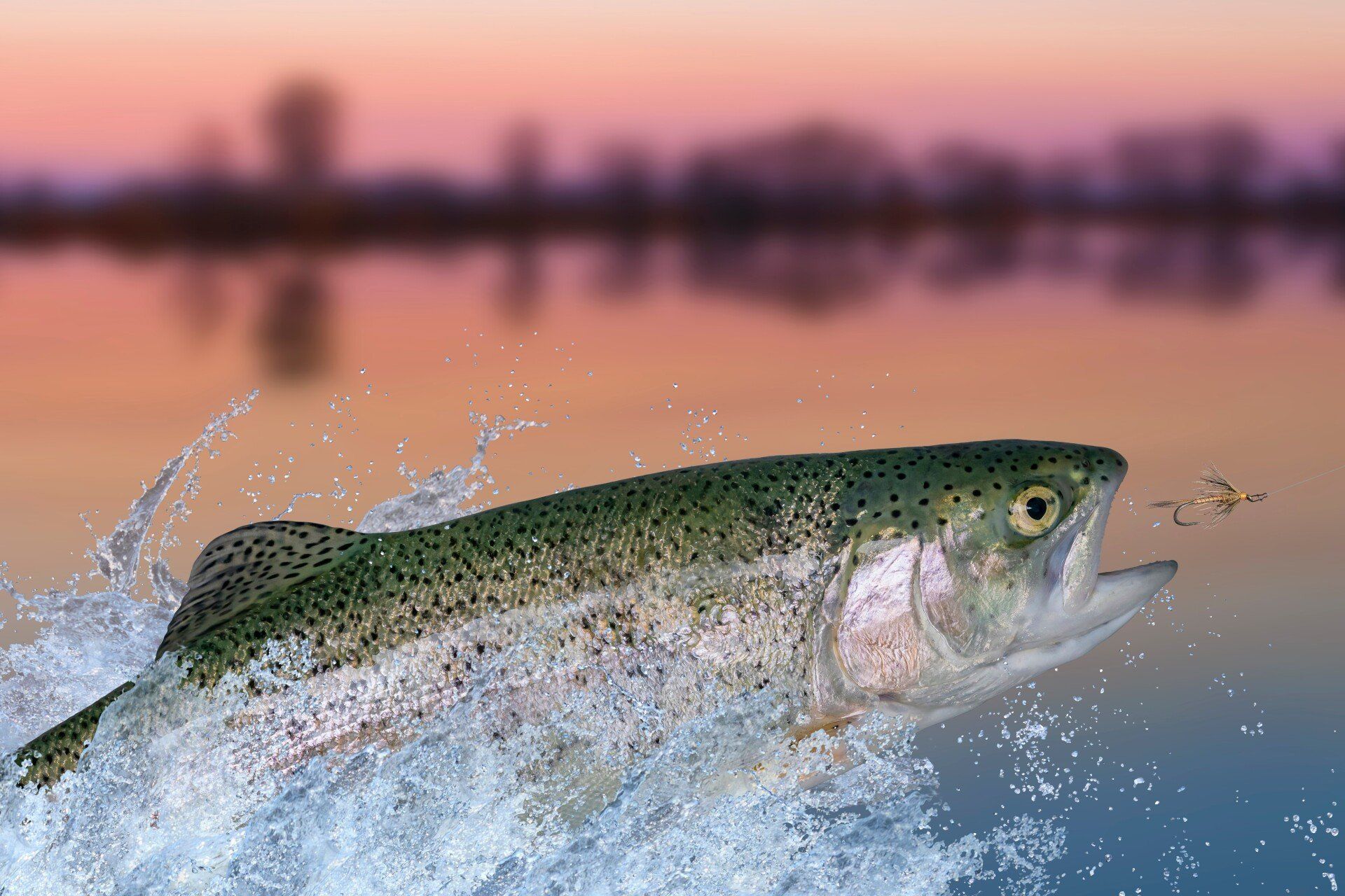 Rainbow trout leaps from water at sunset.