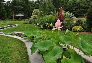 Pink lotus flower with large green leaves in a garden with a curved path.
