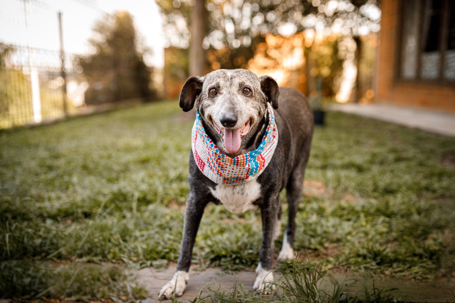 Senior Care for Your Pet — Warm Springs, VA — Valley Animal Hospital