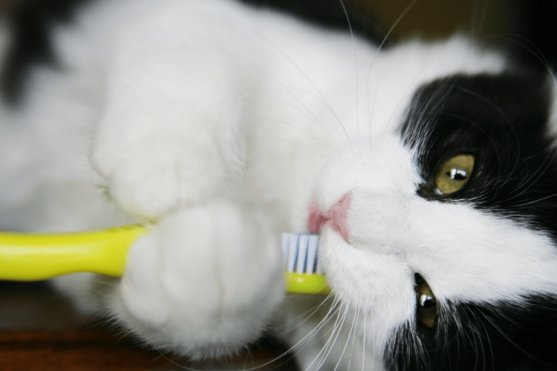 Dental Cleanings for Cat — Warm Springs, VA — Valley Animal Hospital