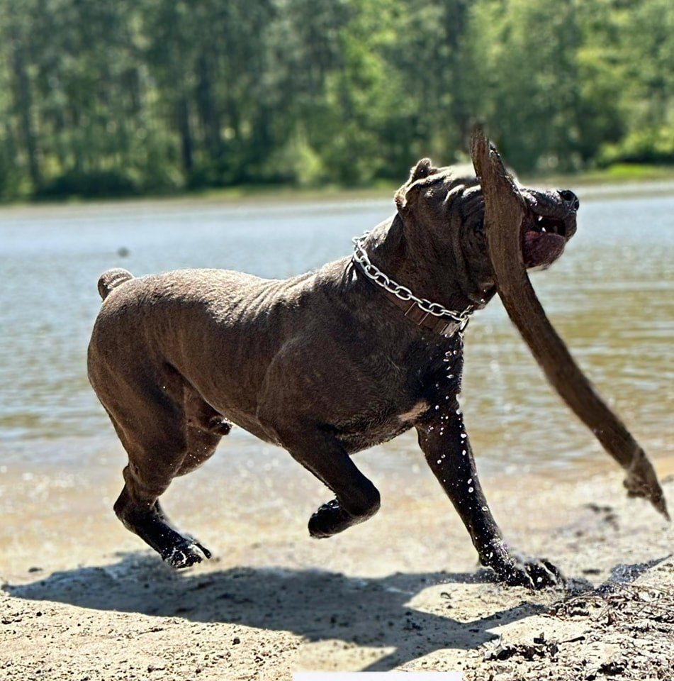 a puppy is sitting in a basket with a pink ribbon around its neck .