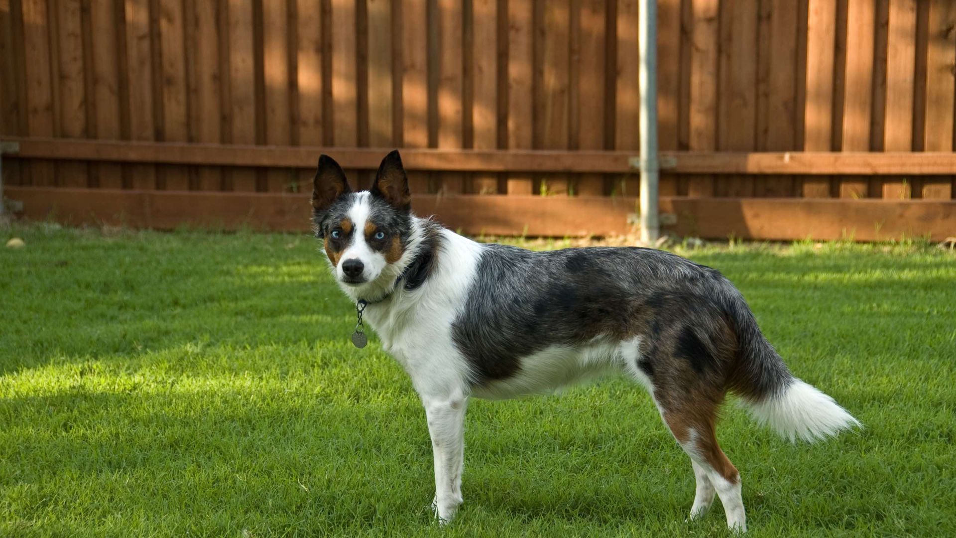 A black and white dog is standing in the grass in front of a wooden fence.