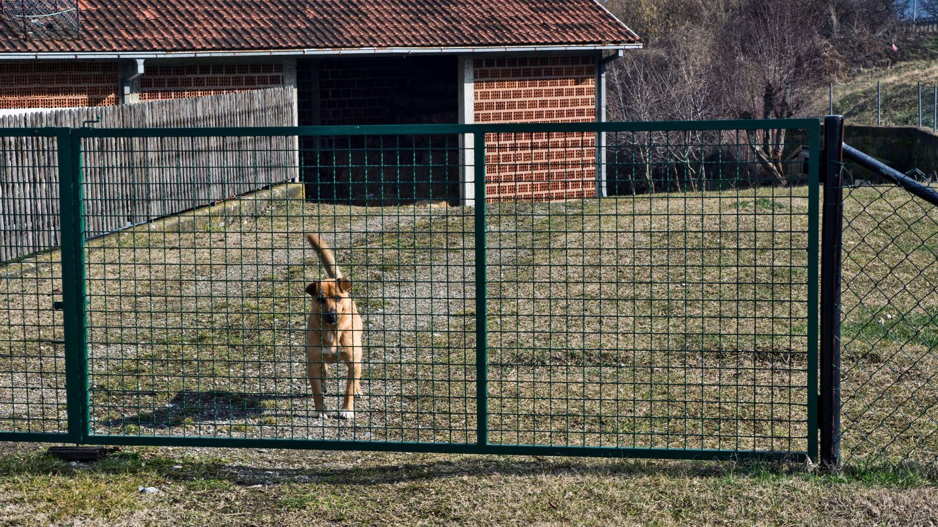 A dog is standing behind a fence in front of a brick building
