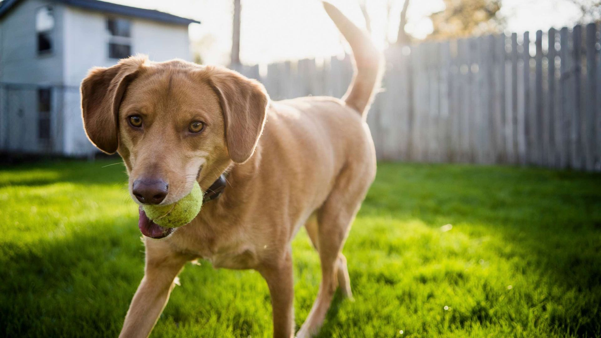 A brown dog is holding a tennis ball in its mouth.