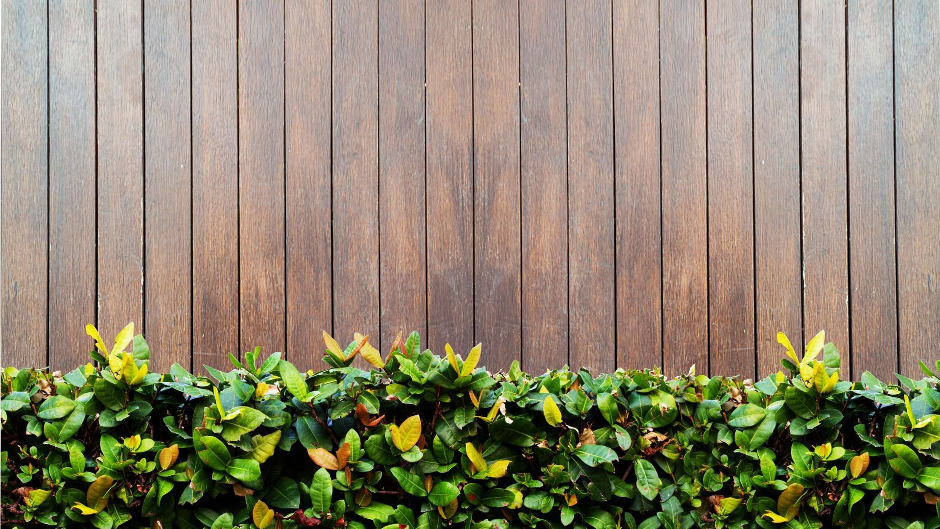 A wooden fence with a hedge in front of it.