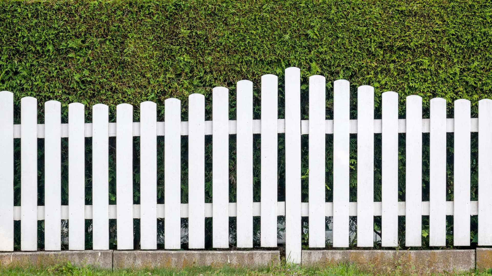 A white picket fence is surrounded by a green hedge.