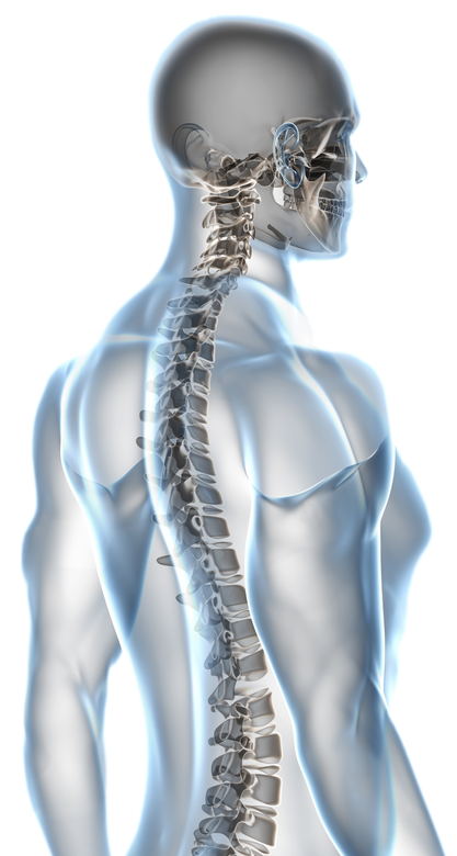 X-ray male anatomy isolated.