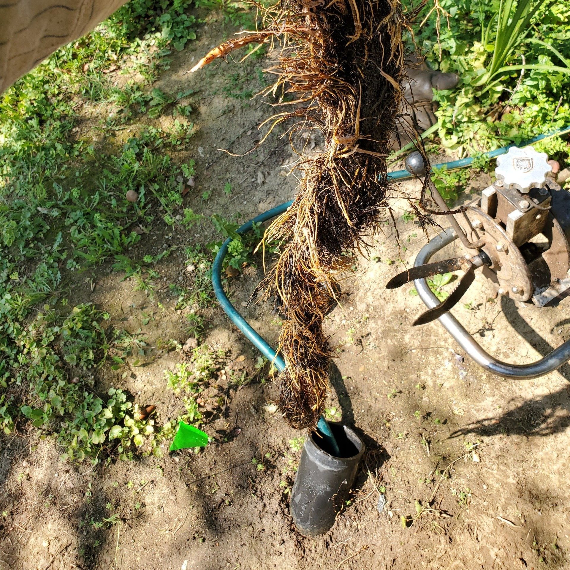 Uprooted plant with exposed roots, a garden hose, and garden tools on the ground outdoors.