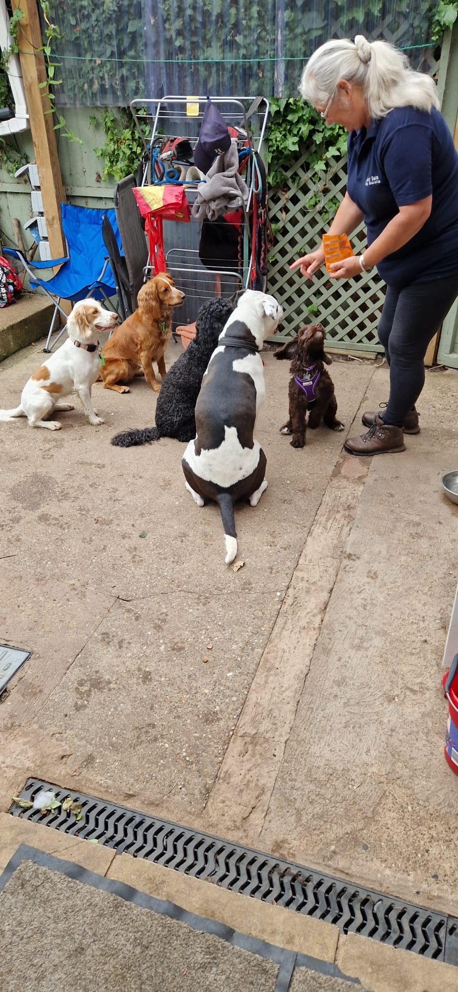 A woman is training several dogs outside. Some dogs are sitting, waiting for a treat.
