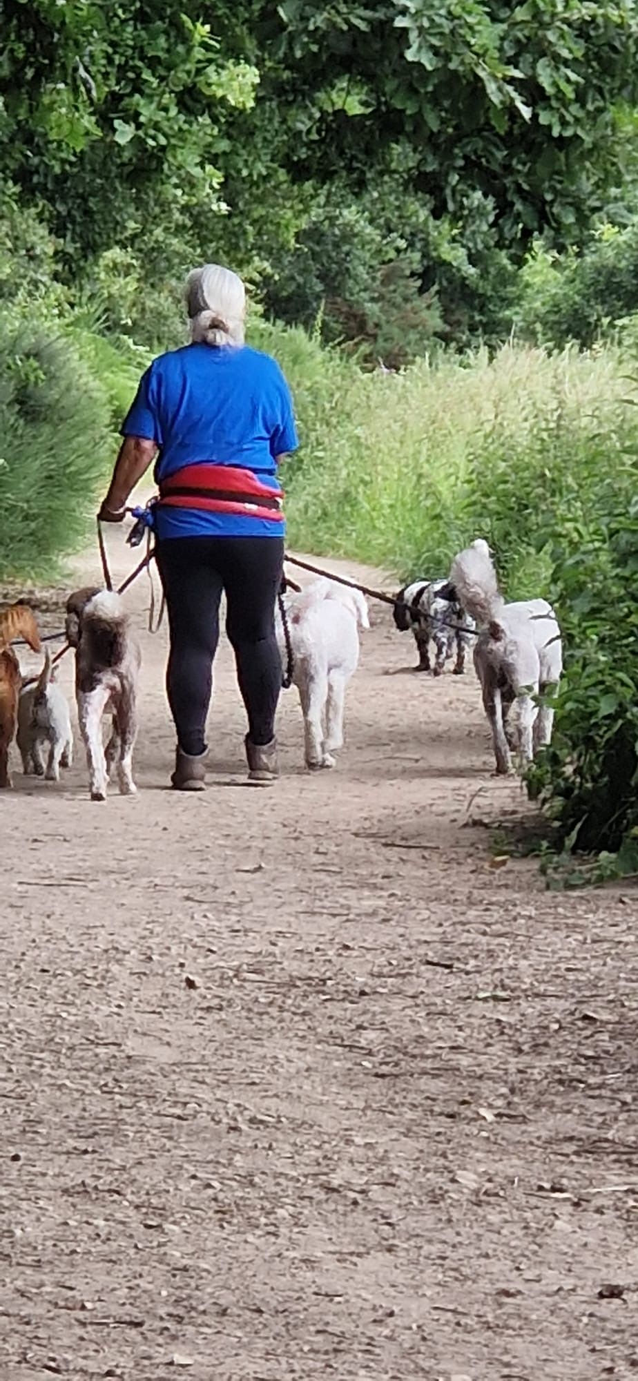 A person walks several dogs on a dirt path in a wooded area. The person wears blue and black with a red belt.