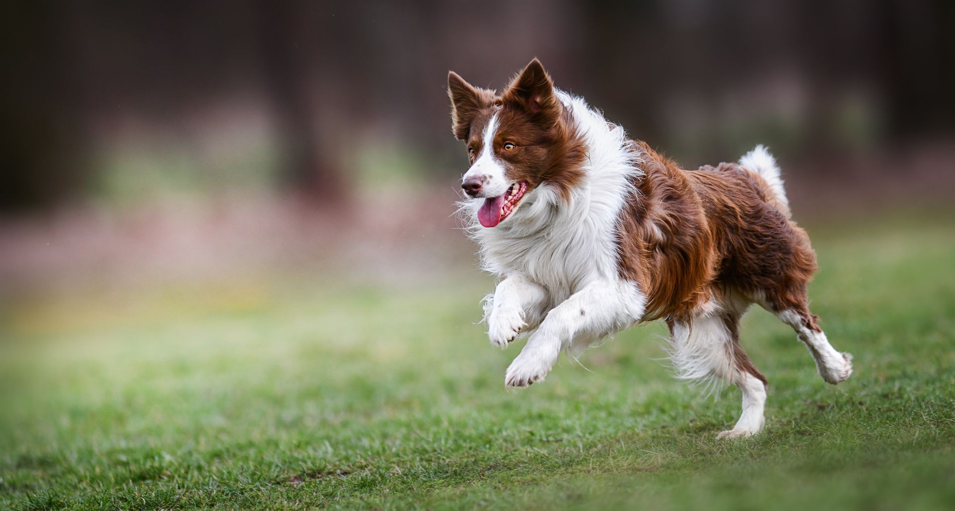 Brown and white border collie dog running on green grass with tongue out.