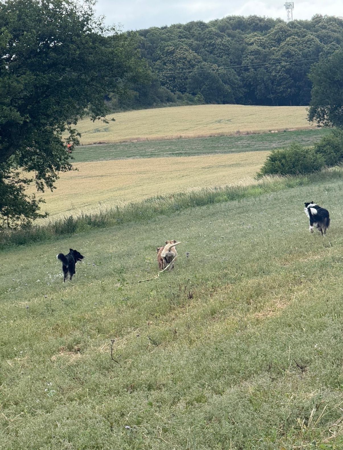 Three dogs running across a grassy field; trees in the background.