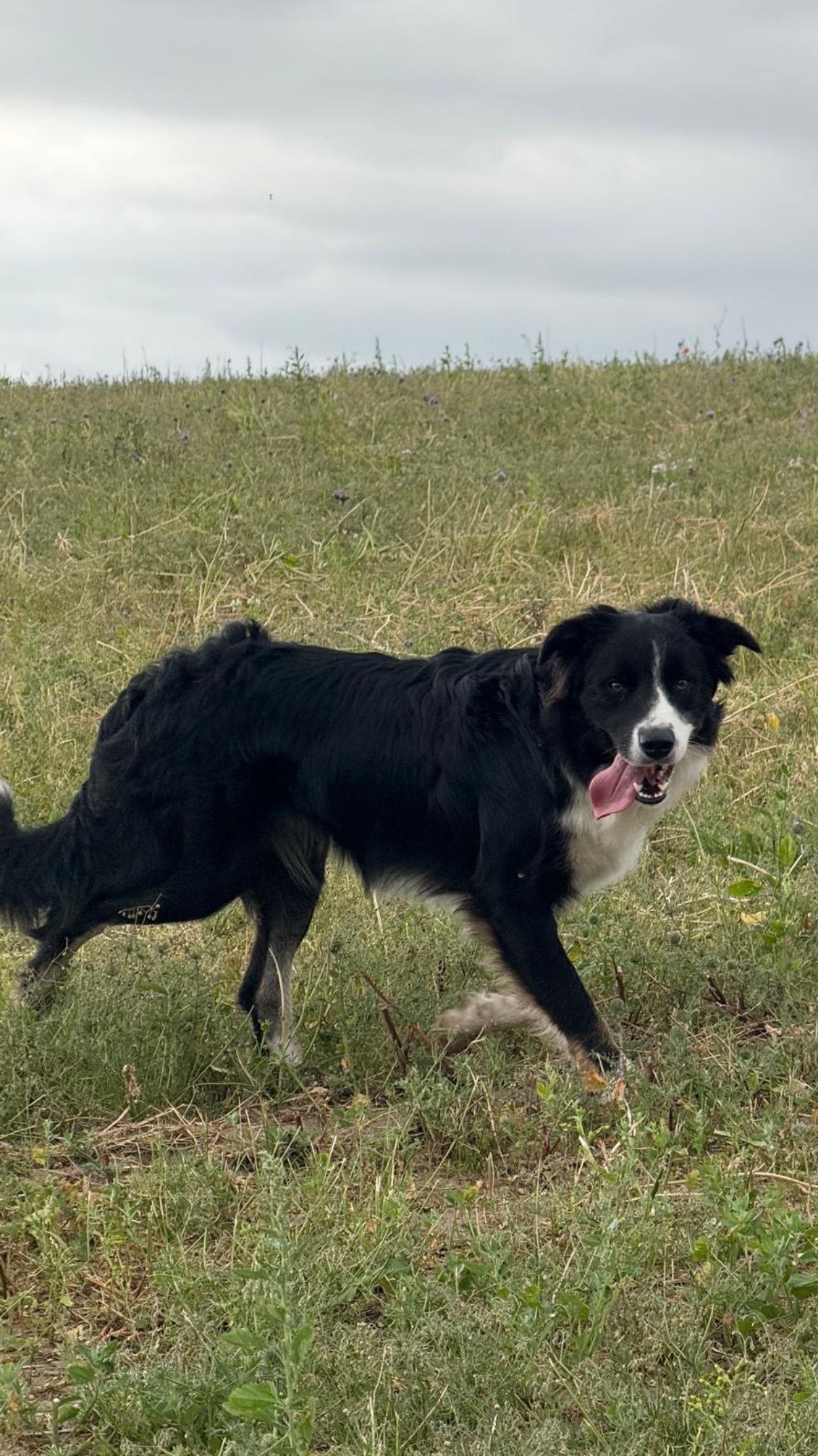 Black and white Border Collie running on grassy field, tongue out. Cloudy sky in the background.