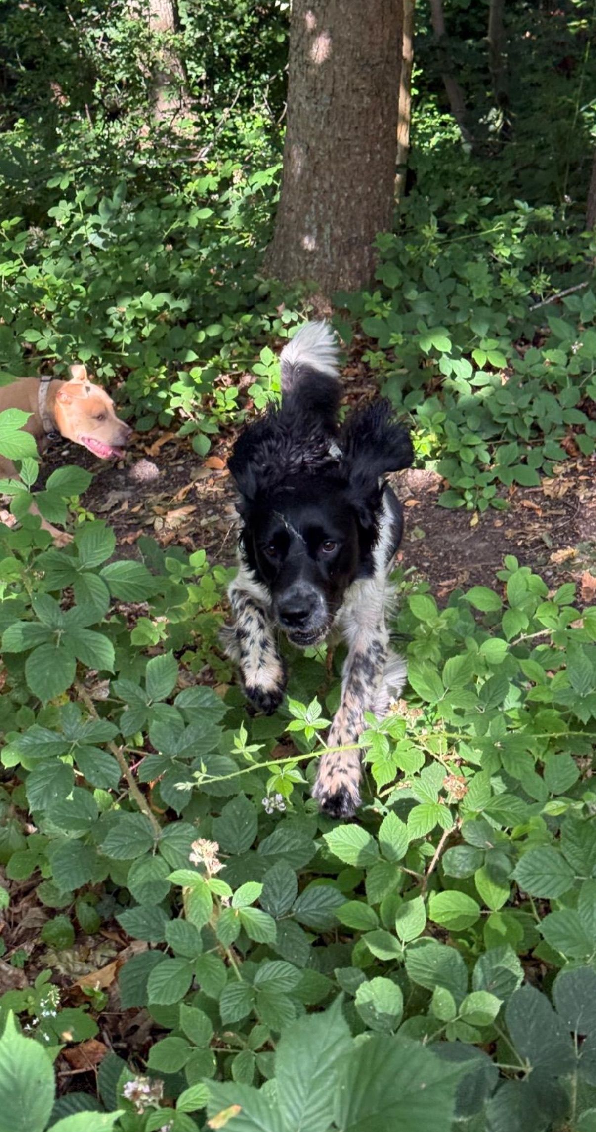 Black and white dog running forward through green foliage, another dog in the background.