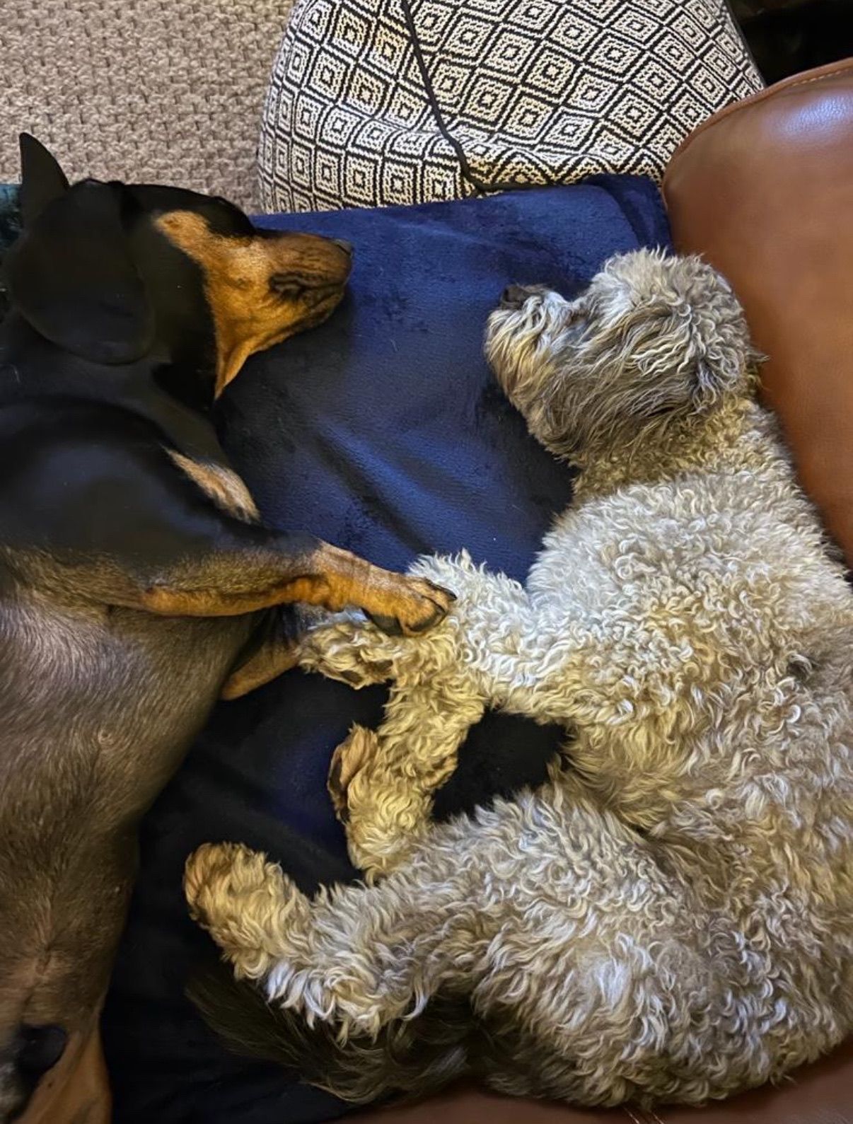 Two dogs, black and gray, cuddling on a blue blanket on a couch.