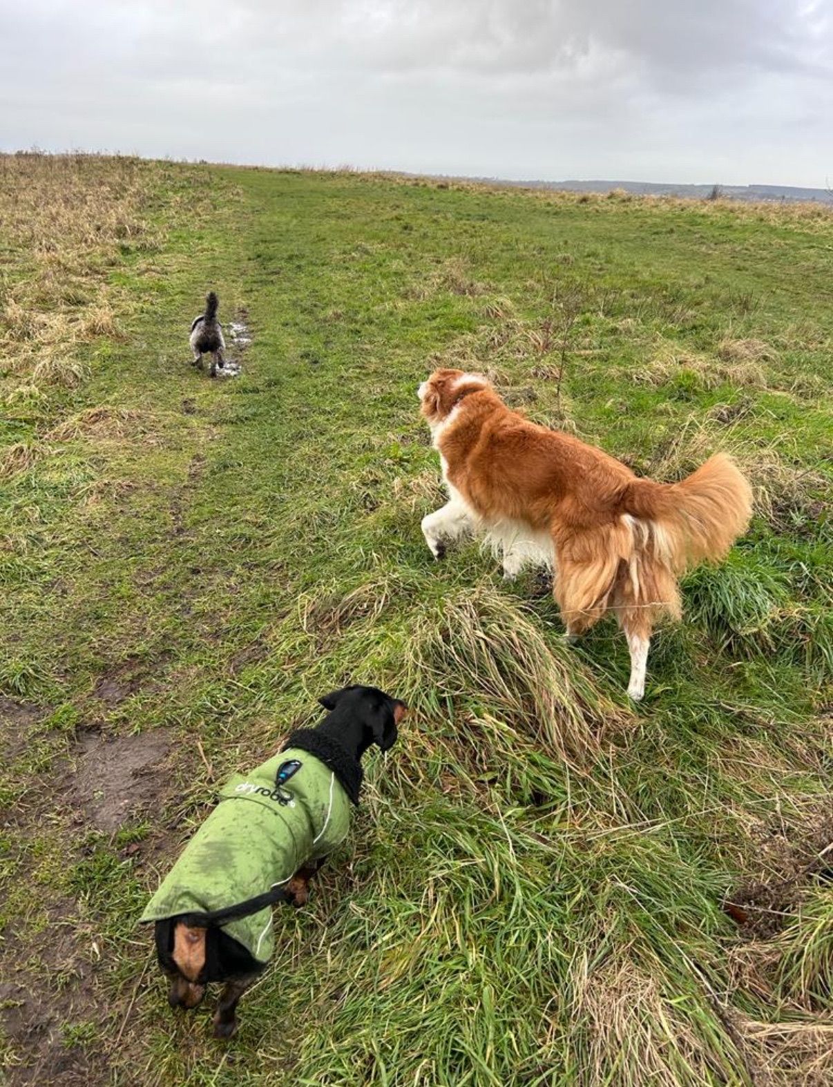 Two dogs chase a goose across a grassy hill under a cloudy sky. One wears a green coat.