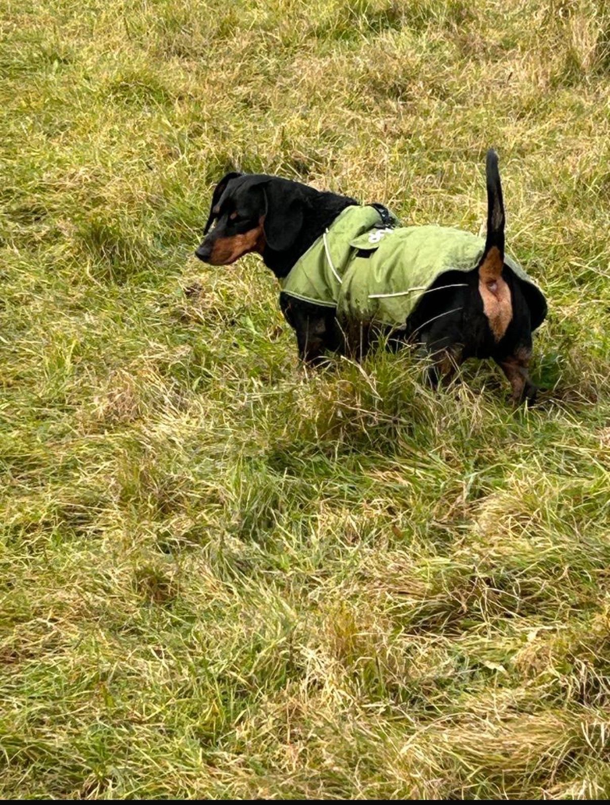 Black and brown dachshund wearing a green coat, standing in a grassy field.