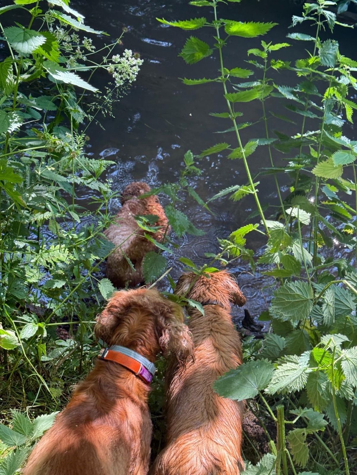 Three golden retrievers by a dark river, surrounded by lush green foliage.