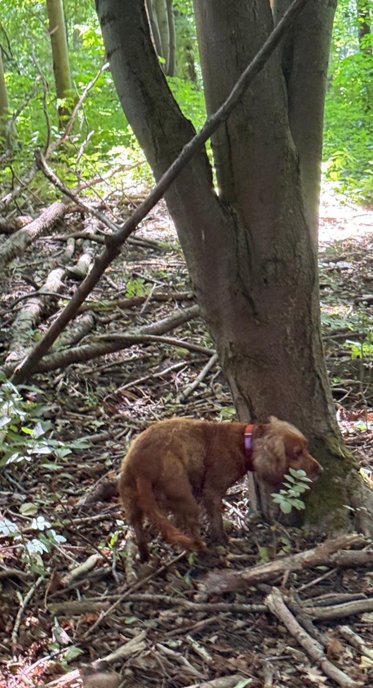 Brown dog sniffing at the base of a tree in a wooded area with fallen branches.