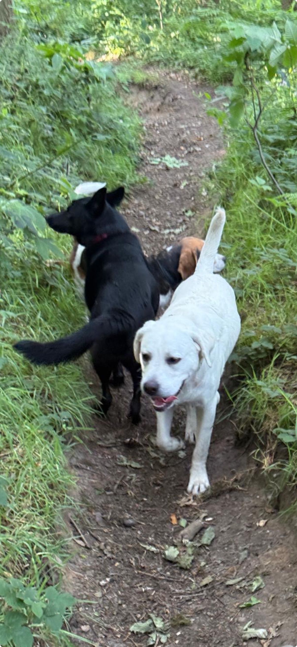Three dogs of varying colors on a dirt path in a wooded area, a black dog, a white dog, and a brown dog.