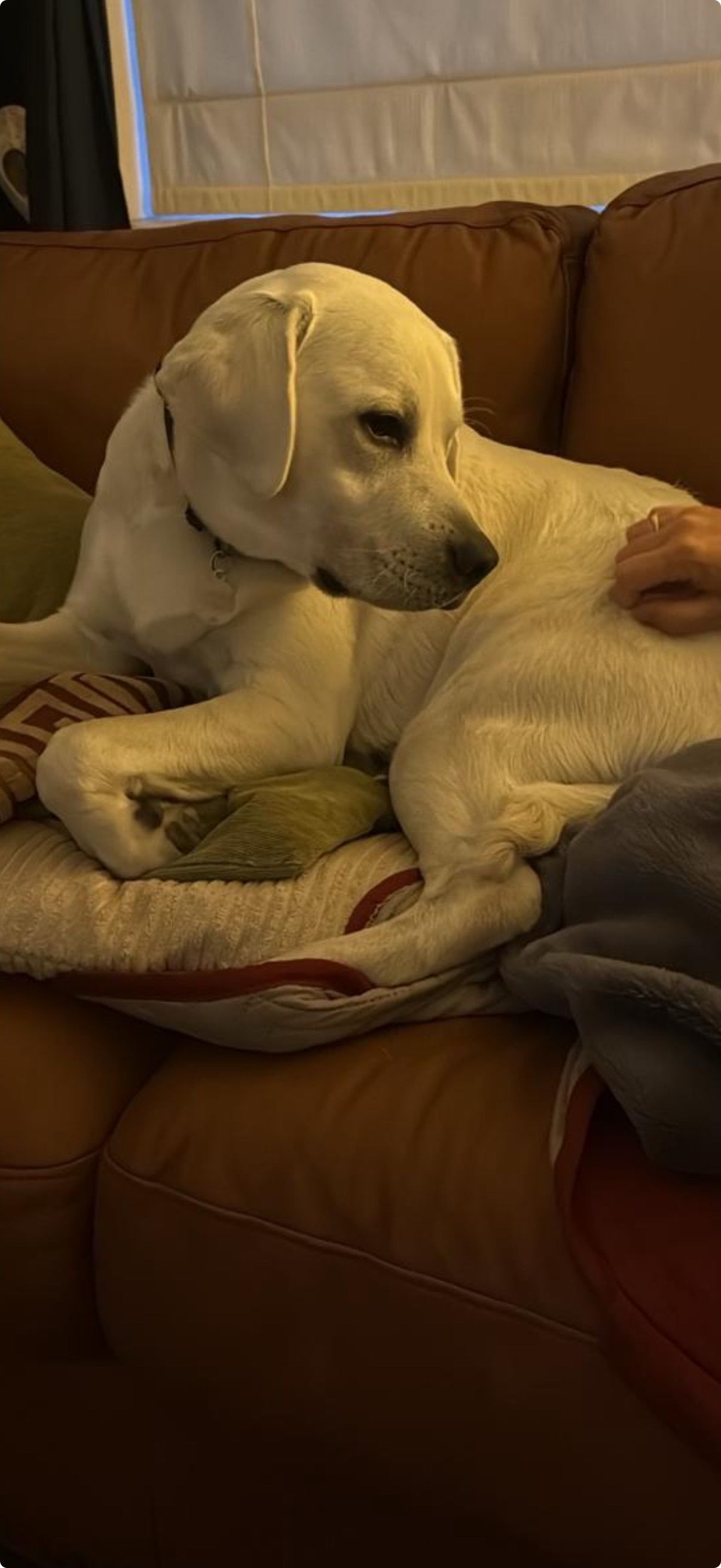 A white dog resting on a couch, receiving a petting. The dog has a relaxed expression. Brown sofa.